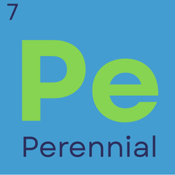 Perennial